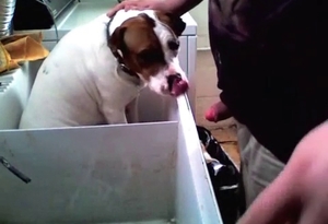 Sweet hard dick for a ionate trained doggy